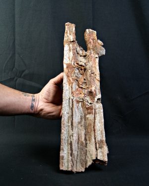 Enorme tribuna de Onchopristis numidus