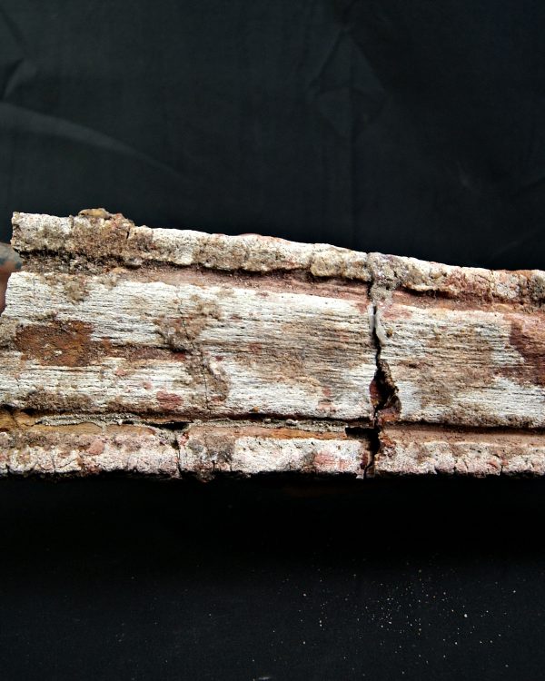 SONY DSC Enorme tribuna de Onchopristis numidus