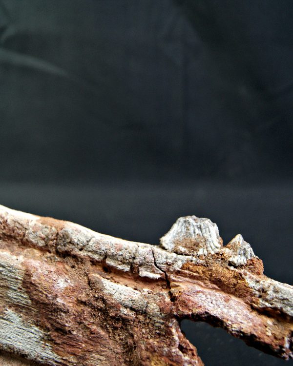 SONY DSC Enorme tribuna de Onchopristis numidus