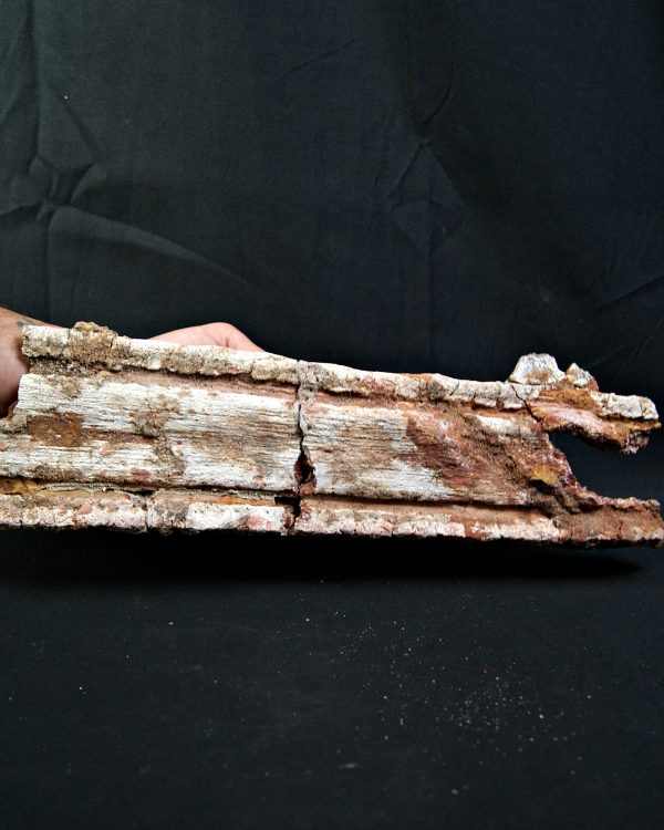 SONY DSC Enorme tribuna de Onchopristis numidus