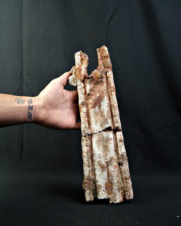 SONY DSC Enorme tribuna de Onchopristis numidus