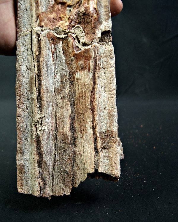 SONY DSC Enorme tribuna de Onchopristis numidus