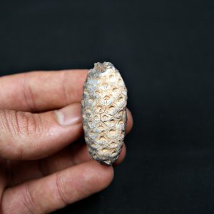 Piña fósil de conífera