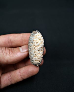 Piña fósil de conífera