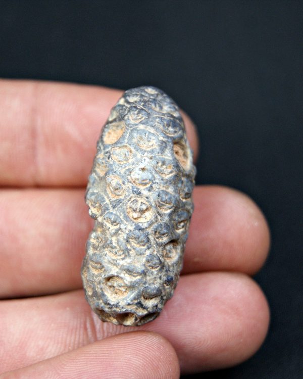 Piña fósil de conífera