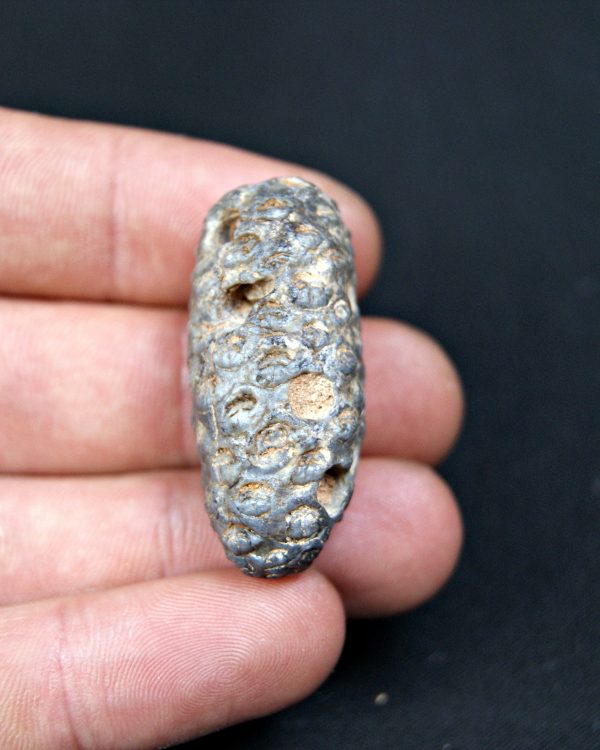 Piña fósil de conífera