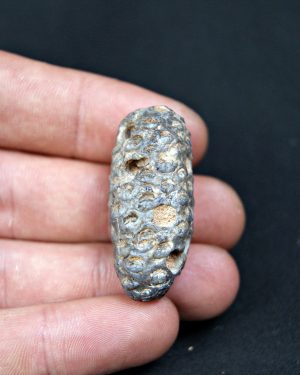 SONY DSC Piña fósil de conífera