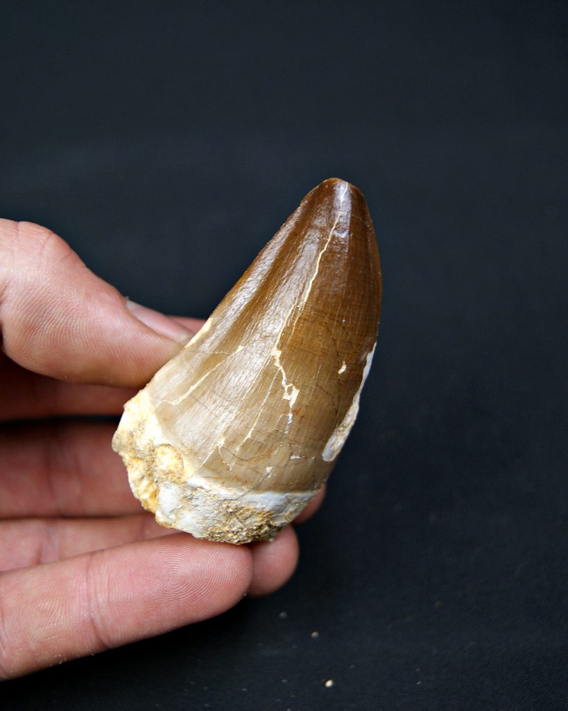Thalassotitan Atrox
