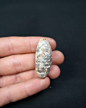 SONY DSC Piña fósil de conífera