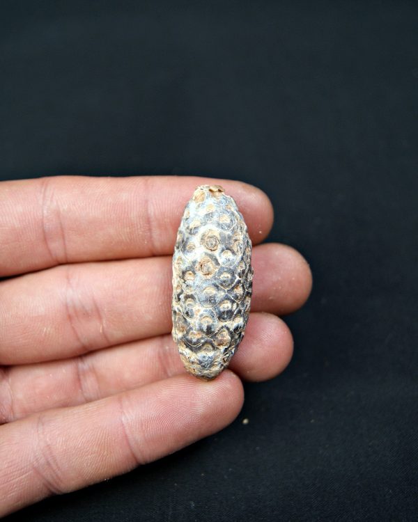 Piña fósil de conífera