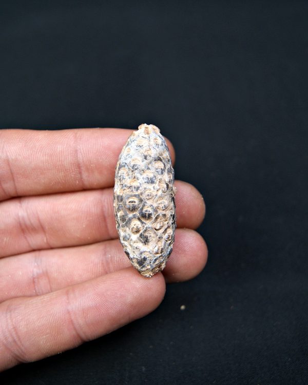 Piña fósil de conífera