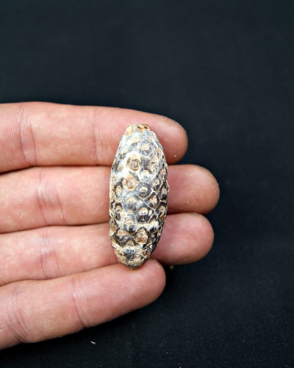 Piña fósil de conífera