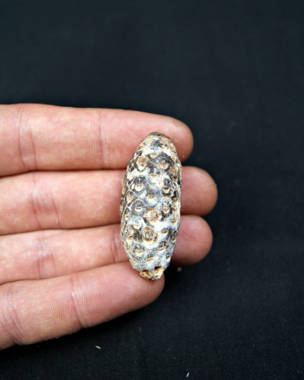 Piña fósil de conífera