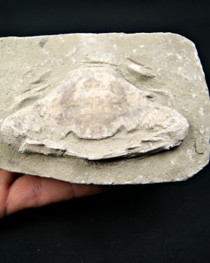 SONY DSC Charybdis lucifer