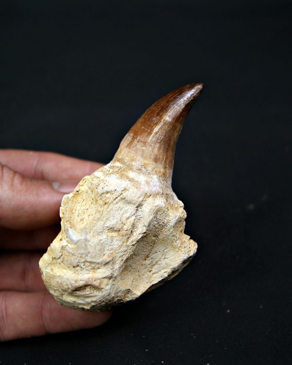 Mosasaurus sp. con raíz