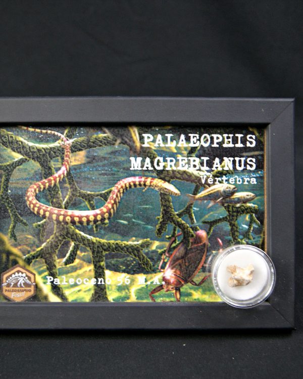 Vértebra de Palaeophis maghrebianus