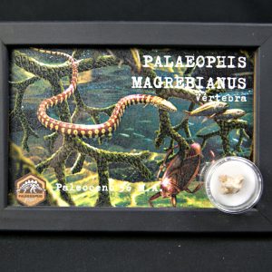 Vértebra de Palaeophis maghrebianus