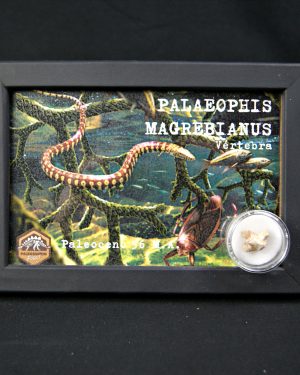 Vértebra de Palaeophis maghrebianus