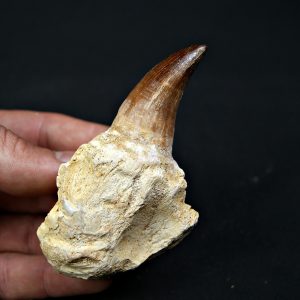 Mosasaurus sp. con raíz