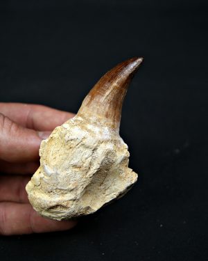 Mosasaurus sp. con raíz