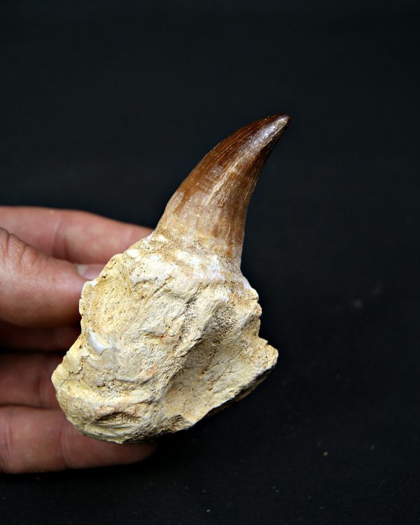 Mosasaurus sp. con raíz