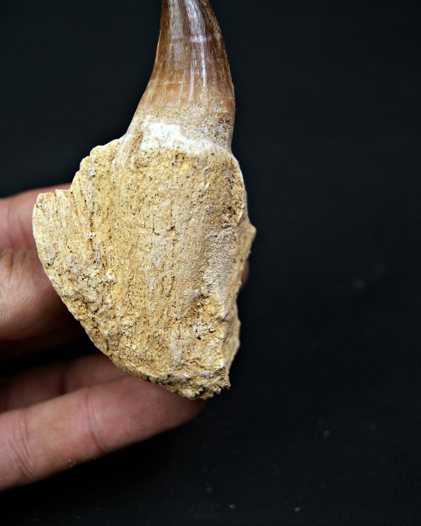 Mosasaurus sp. con raíz