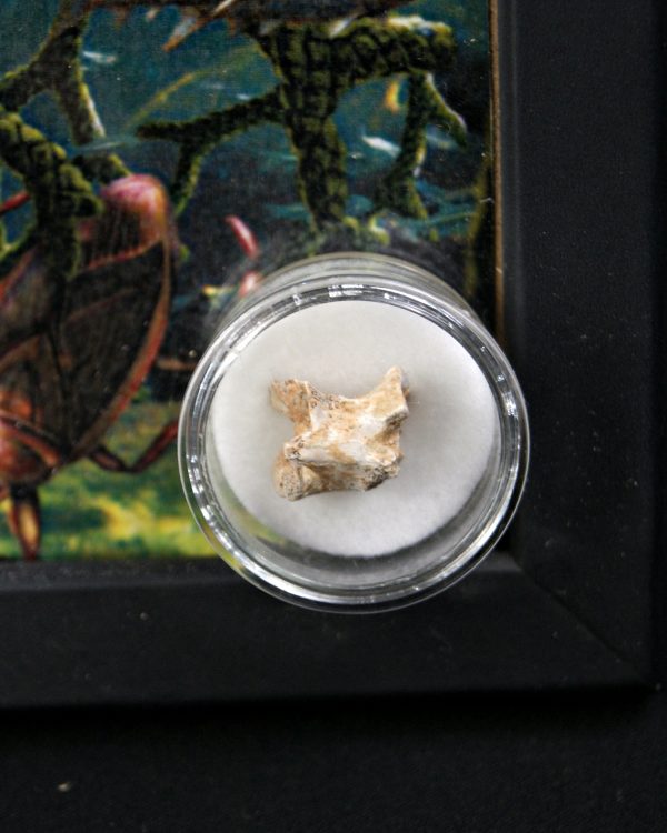 Vértebra de Palaeophis maghrebianus