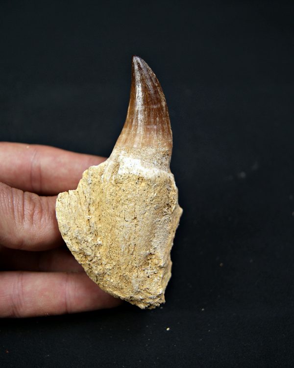 Mosasaurus sp. con raíz