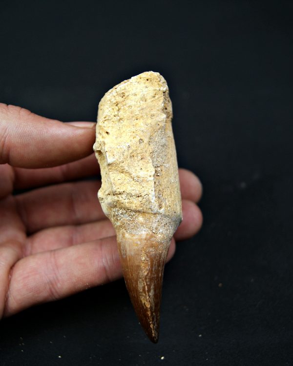 Mosasaurus sp. con raíz