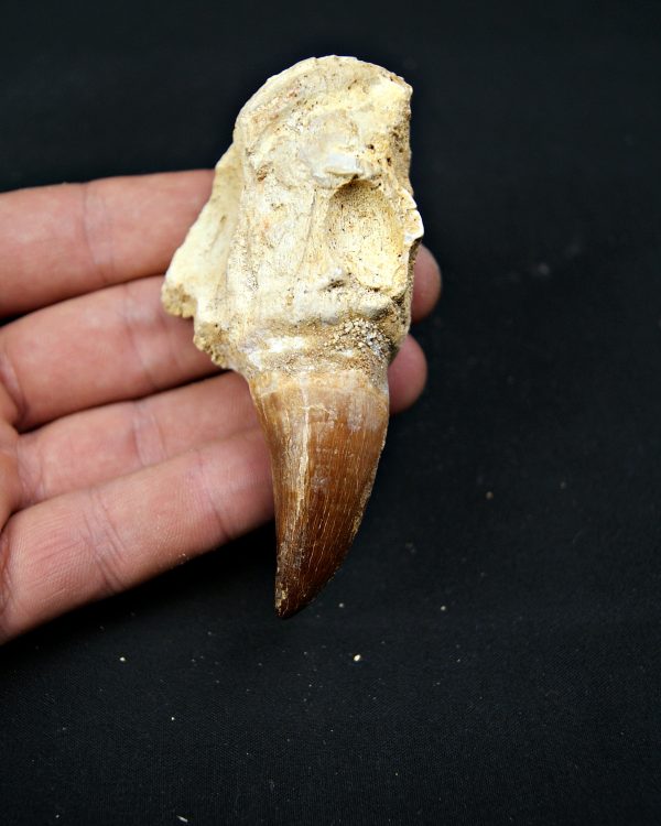 Mosasaurus sp. con raíz