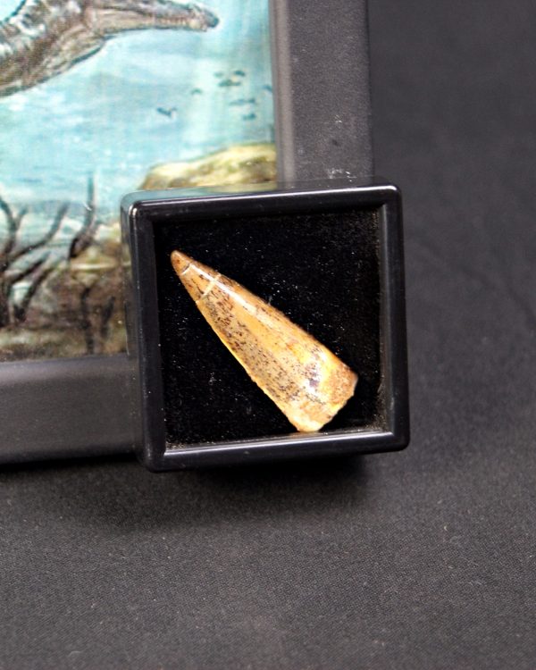 Spinosaurus aegyptiacus