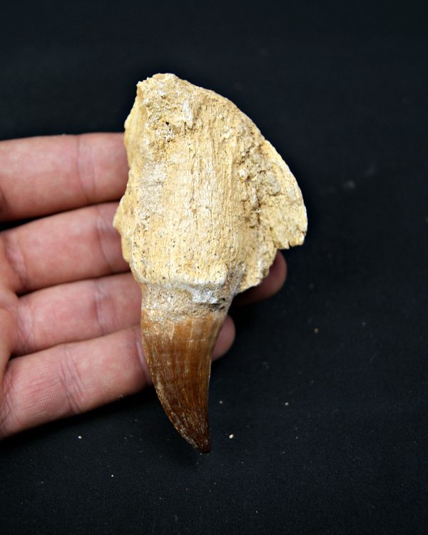 Mosasaurus sp. con raíz