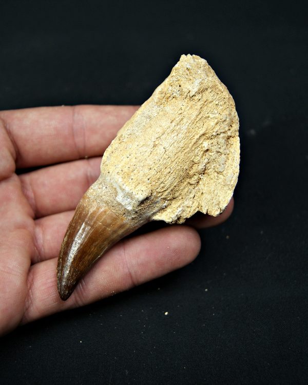 Mosasaurus sp. con raíz