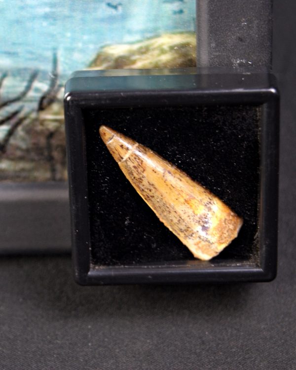 Spinosaurus aegyptiacus