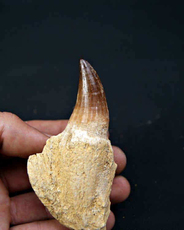 Mosasaurus sp. con raíz