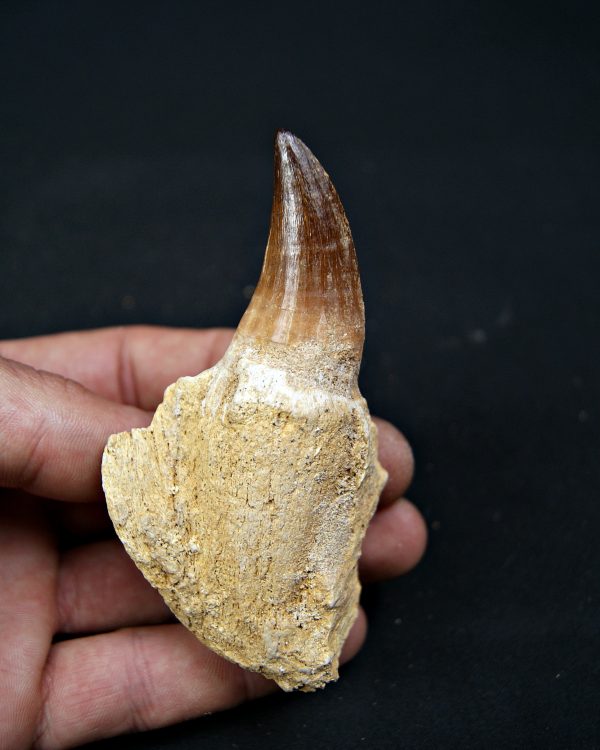 Mosasaurus sp. con raíz