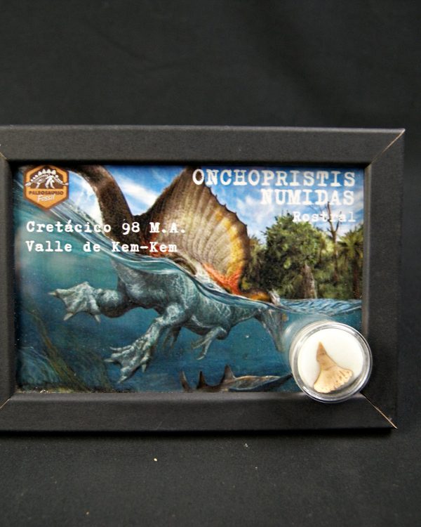 Cuadro con rostral de Onchopristis