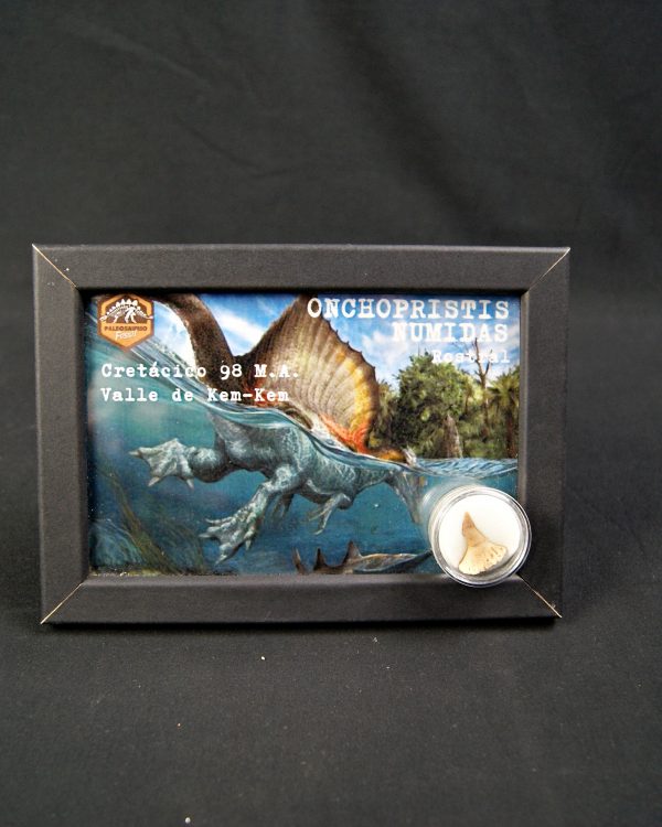 Cuadro con rostral de Onchopristis