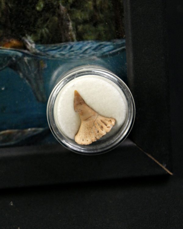 Cuadro con rostral de Onchopristis