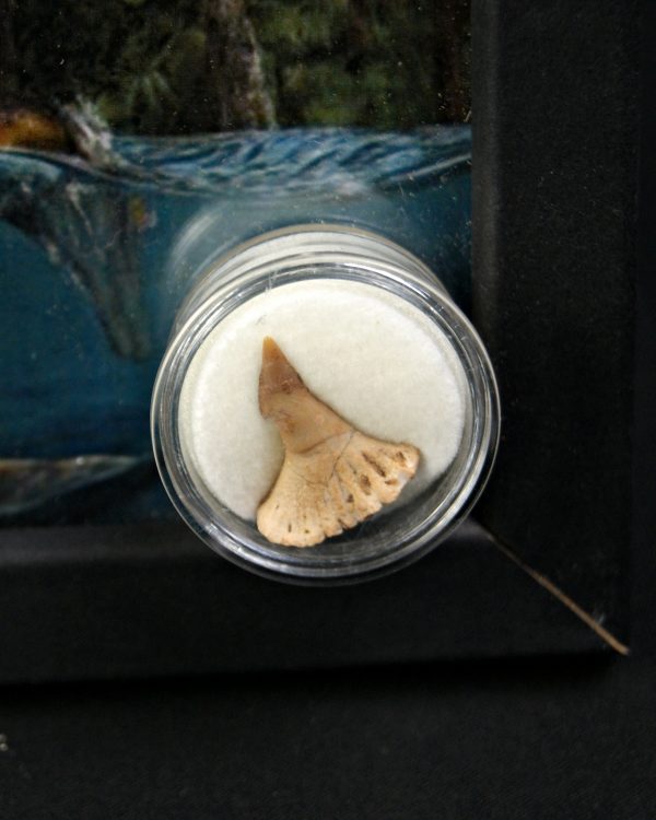 Cuadro con rostral de Onchopristis