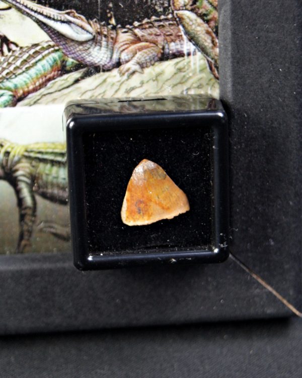 Hamadasuchus rebouli