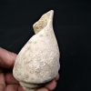 Fósil de Conus sp.