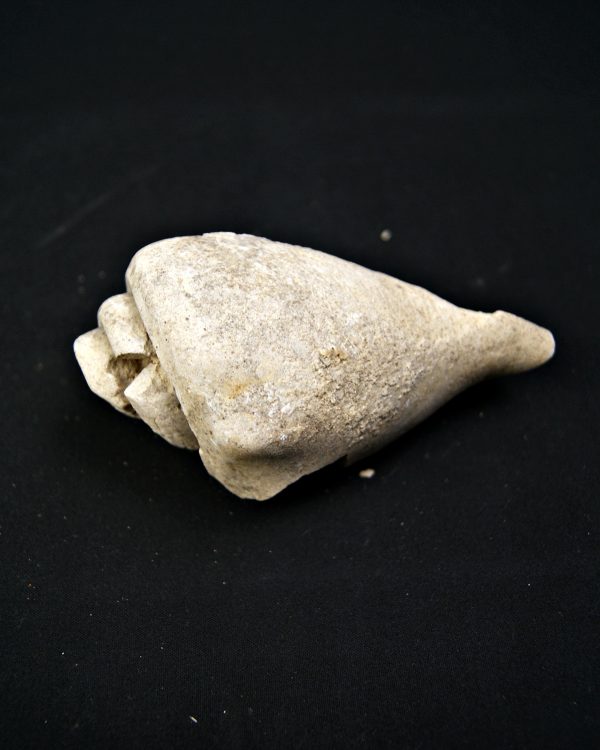 Fósil de Conus sp.