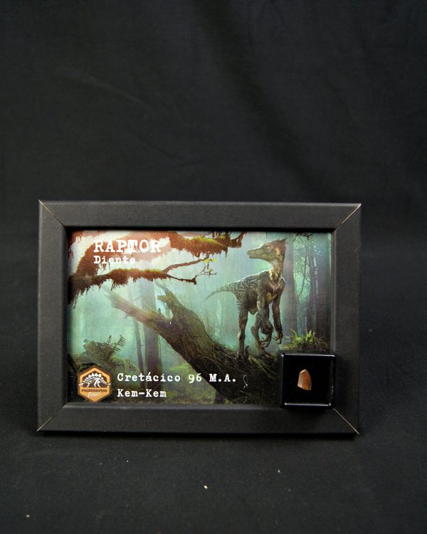 SONY DSC Diente de Raptor kem kem