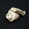 Fósil de Conus sp.