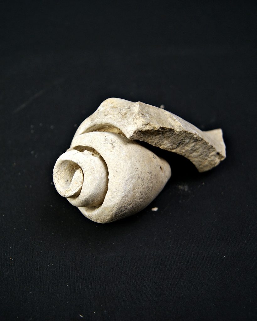Fósil de Conus sp.