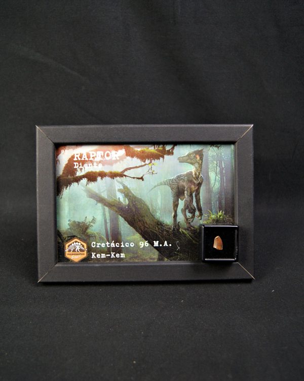 SONY DSC Diente de Raptor kem kem