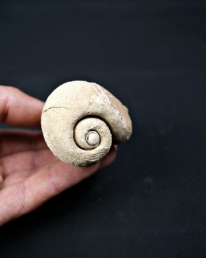 SONY DSC Fósil de Conus