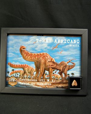 SONY DSC Carcharodontosaurus saharicus kem kem