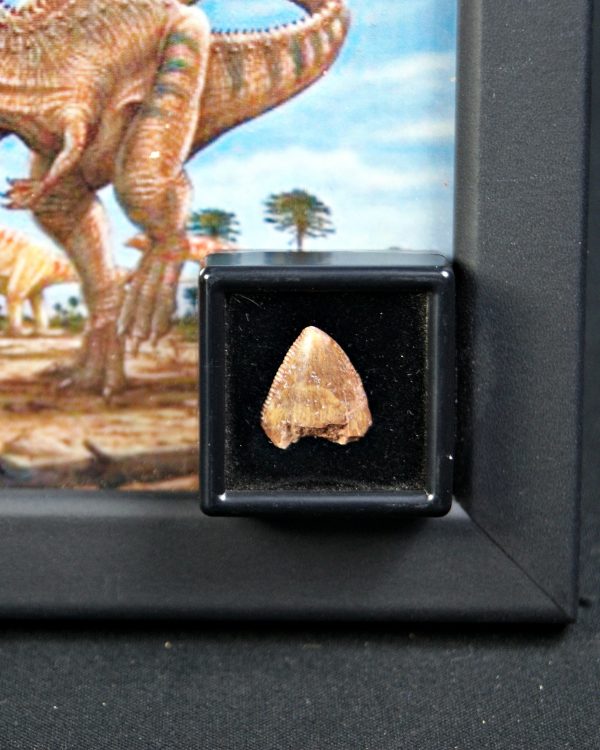 SONY DSC Carcharodontosaurus saharicus kem kem